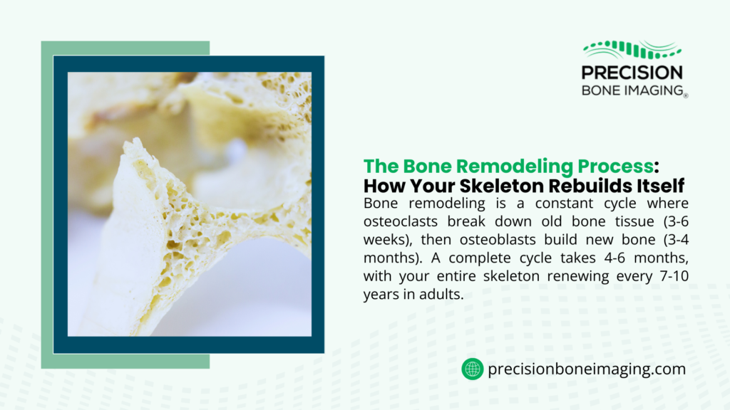 Microscopic bone tissue structure; infographic about bone remodeling process by Precision Bone Imaging
